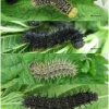 vanes atalanta larva5 volg1